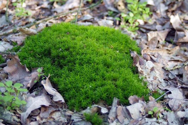 苔藓 青苔 林下 森林 植物 绿色 圣诞树 草 性质 装饰