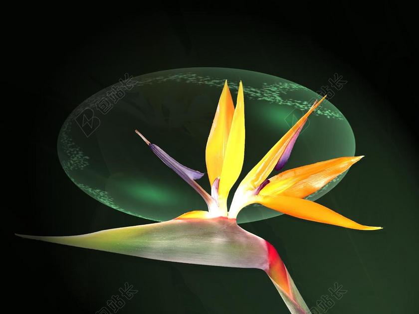 植物特写美丽的花朵背景图片