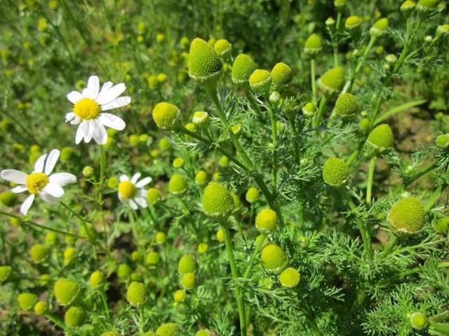 同花母菊 野甘菊 盘MAYWEED 野花 植物区系 植物学 植物