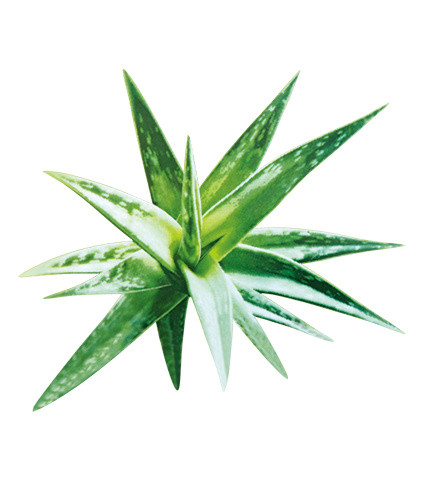 芦荟