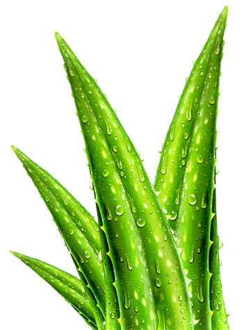 新鲜水滴芦荟