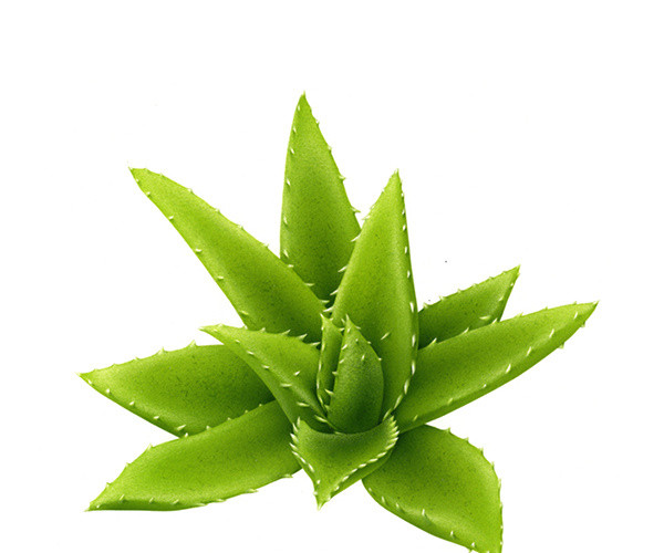 带刺芦荟