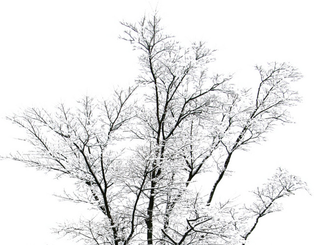 冬天树木素材