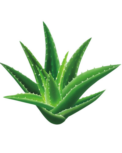 带刺的芦荟