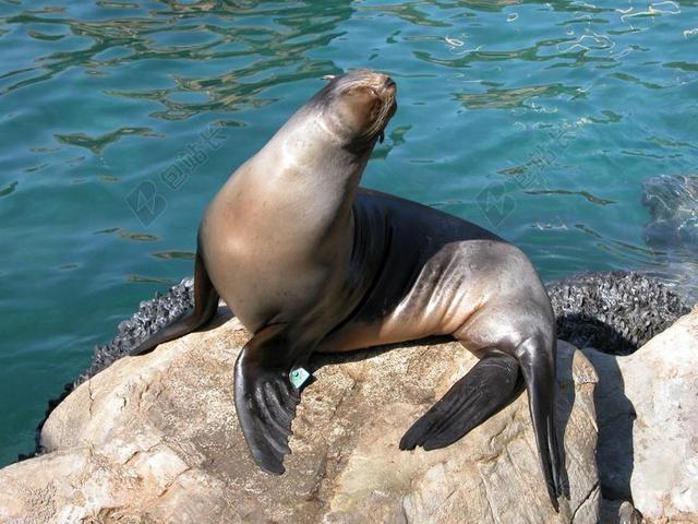 动物呆萌坐在水边石块上的海狮动物海洋生物背景图片