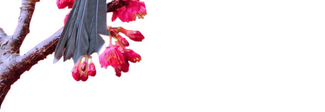 站在鲜花枝头的小鸟设计素材