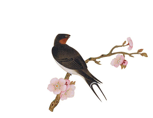 站在梅花枝头的燕子写意画设计素材