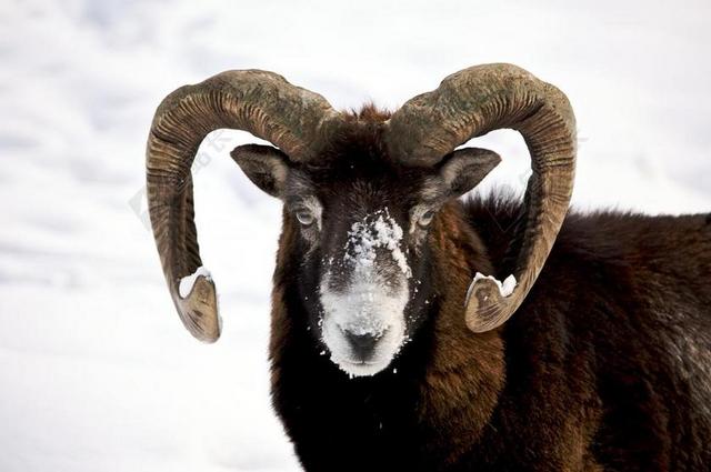 大角羊 RAM 男 野生动物 自然 牛角 雪 头 寻找