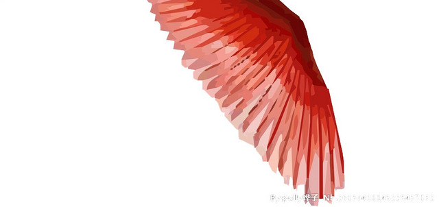 飞翔的火烈鸟素材图片