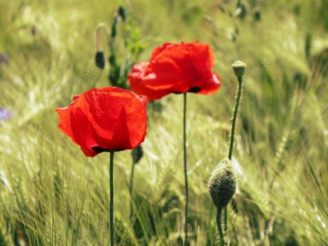 罂粟 谷物 麦田 字段 红罂粟 KLATSCHMOHN 罂粟花田