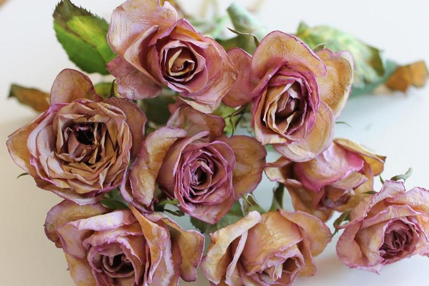 粉色植物干枯的粉色玫瑰背景图片