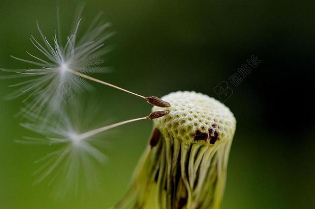 黄绿植物可爱蒲公英上的柔软种子植物背景图片
