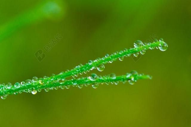 绿色植物特写碧绿的草和露珠背景图片