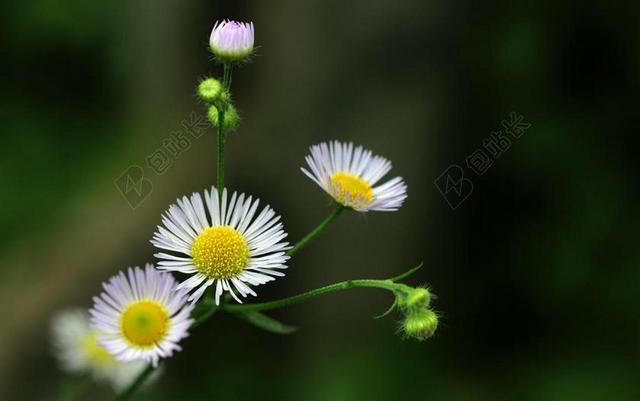 鲜花 雏菊 性质 宏 开花 春 草甸 花园 白 花瓣