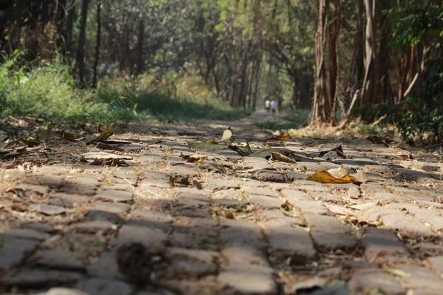 道路文艺树林间的石板路落叶道路山野背景图片