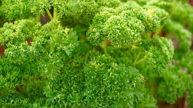 桌面墙纸 绿色 自然 大自然壁纸 植物