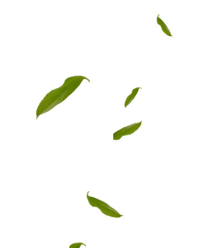 几片茶叶素材