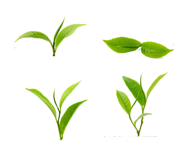 新鲜茶叶素材