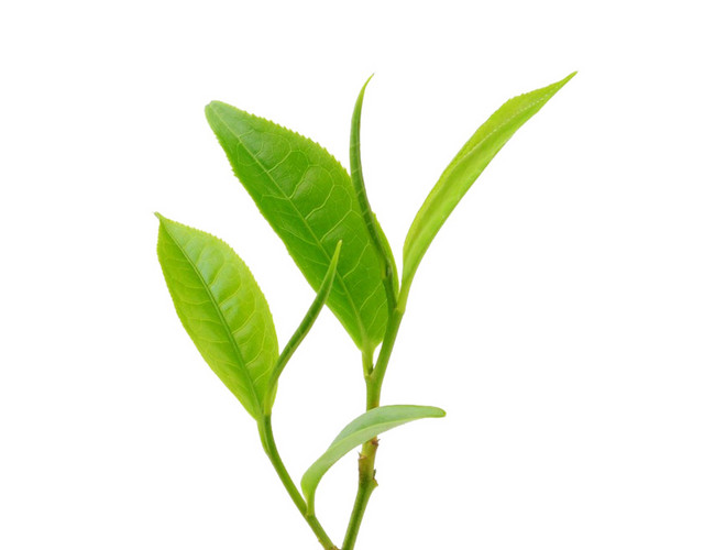 新鲜茶叶素材