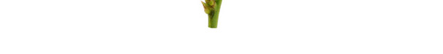 新鲜茶叶素材