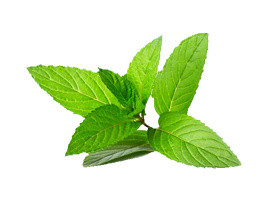 绿色茶叶素材