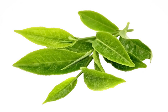 茶叶芽素材