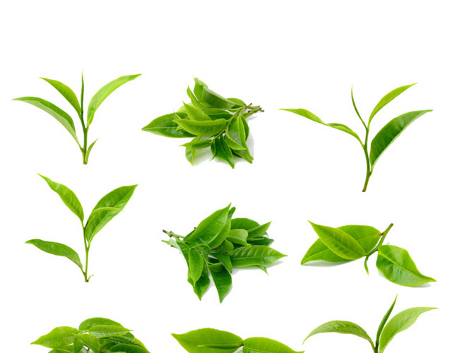 几种新鲜茶叶素材