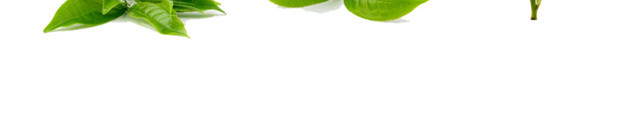 几种新鲜茶叶素材