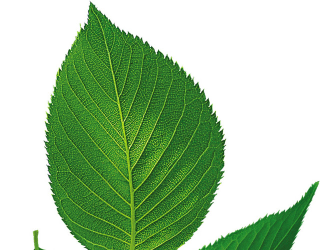 创意茶叶素材