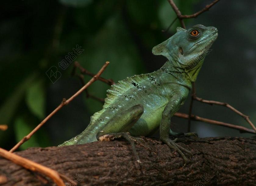 双嵴冠蜥 绿色 双凤头 蛇怪PLUMIFRONS 蜥蜴 爬行动物