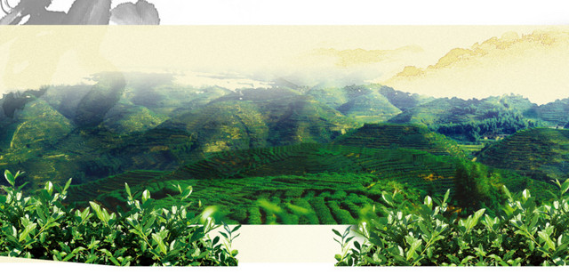 远眺茶山背景素材
