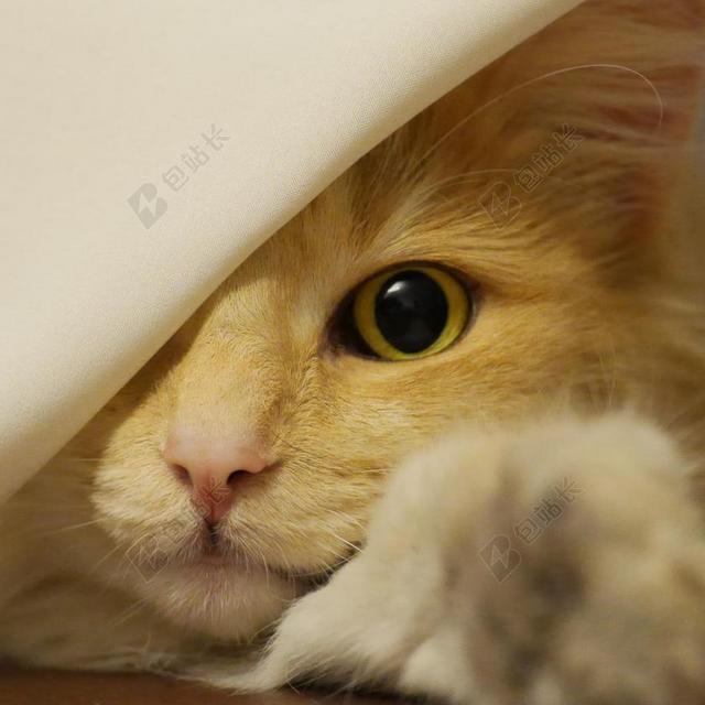 挪威森林猫 猫 琥珀色 面对 猫的眼睛 宠物 可爱