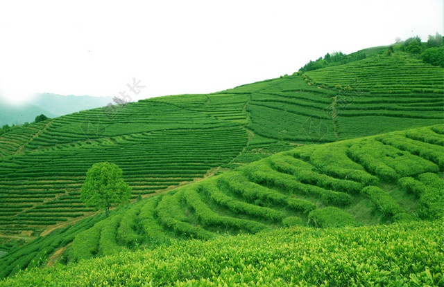 山上茶树背景素材