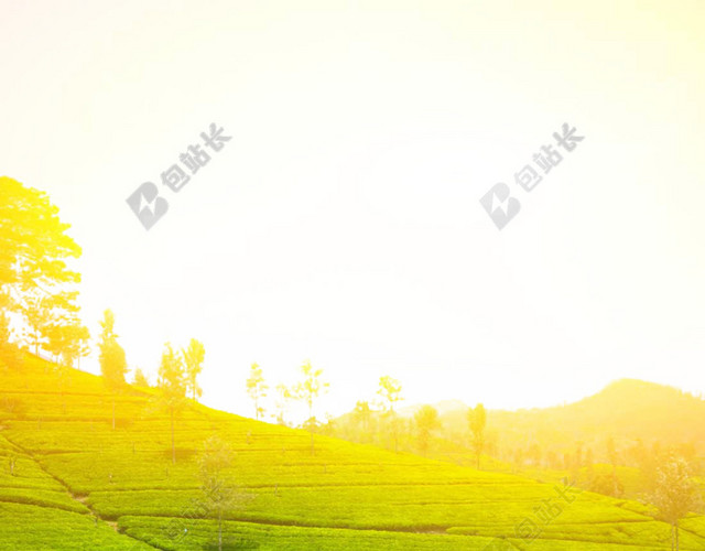 阳光下的茶山背景素材