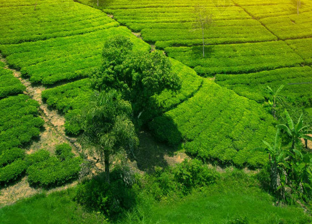 阳光下的茶山背景素材