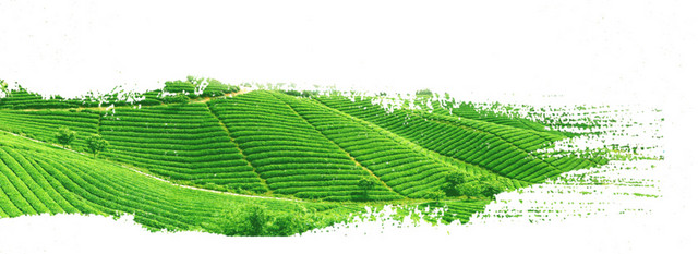 茶树背景素材