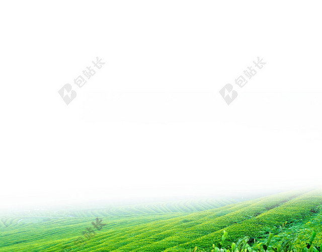 绿油油的茶田背景素材