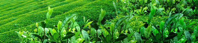 绿油油的茶田背景素材