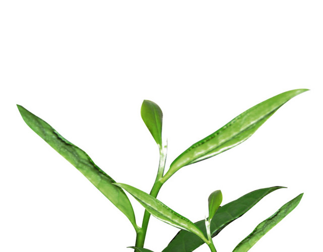 新鲜茶叶素材