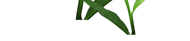 新鲜茶叶素材