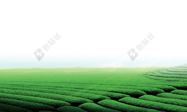茶树背景草地素材
