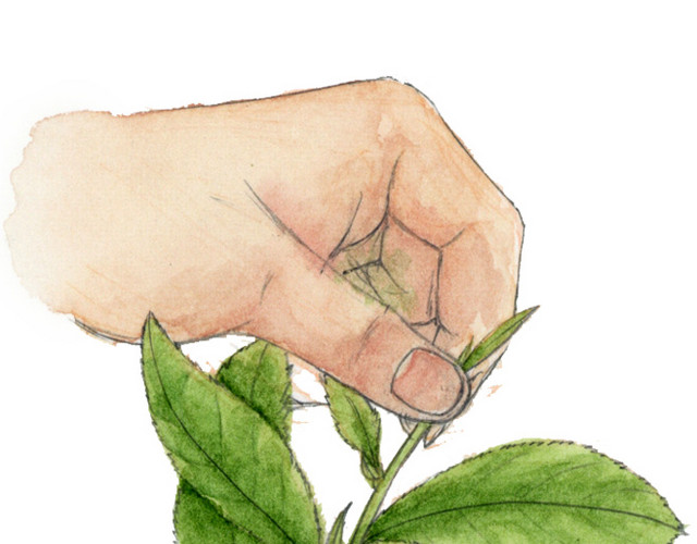 卡通摘茶叶素材