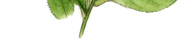 卡通摘茶叶素材