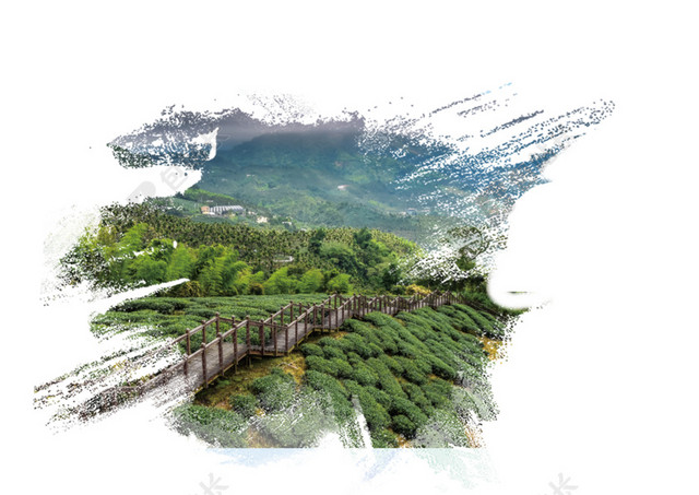 茶山背景素材