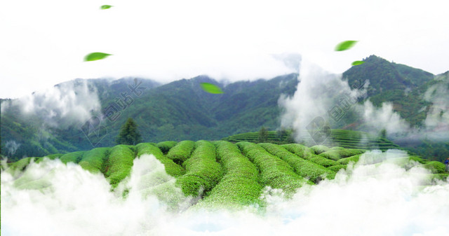 云雾缭绕茶田背景素材