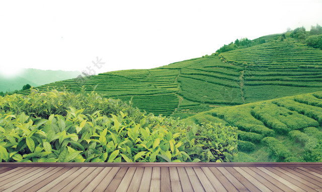 茶叶广告背景素材