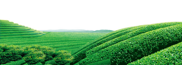 茶山背景素材