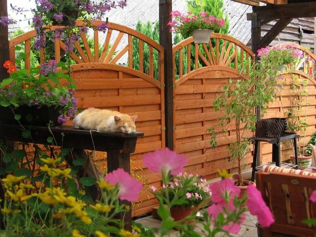 彩色建筑休闲露台上的猫和花草装饰家居建筑背景图片