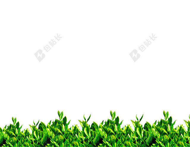 一排茶叶背景素材