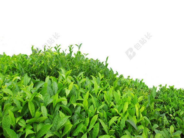 茶叶背景素材